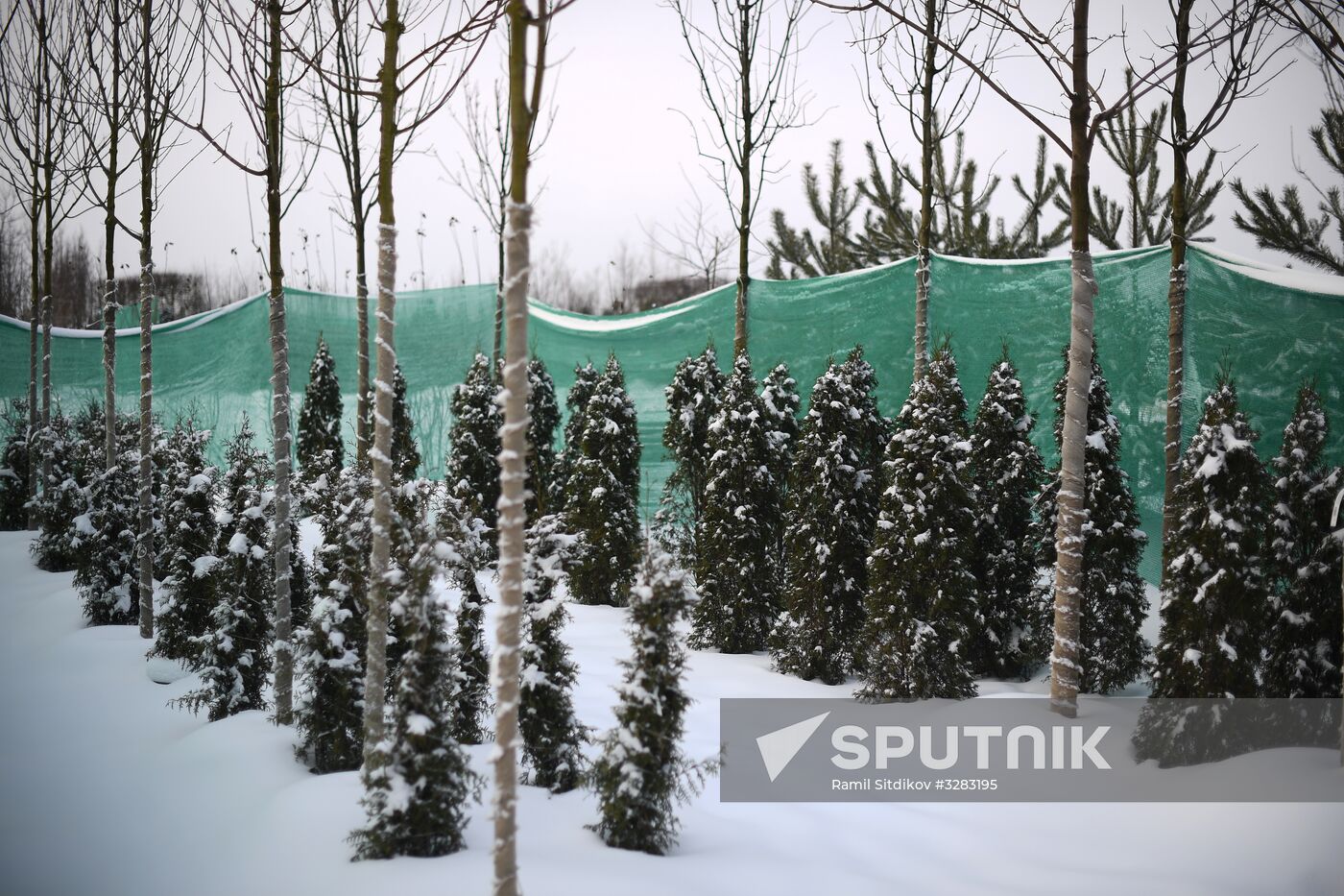 Lining-out nursery of planting stock for Moscow