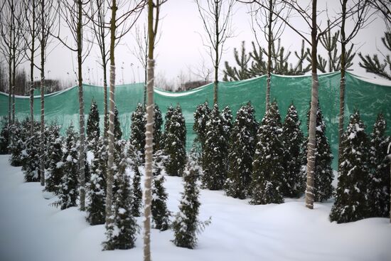 Lining-out nursery of planting stock for Moscow