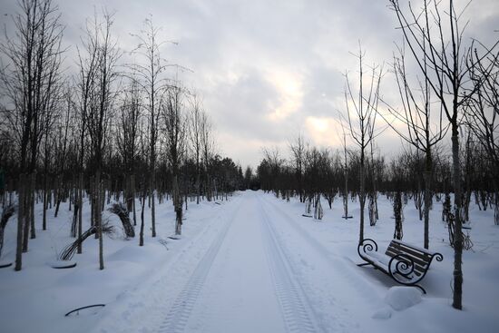 Lining-out nursery of planting stock for Moscow