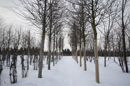 Lining-out nursery of planting stock for Moscow