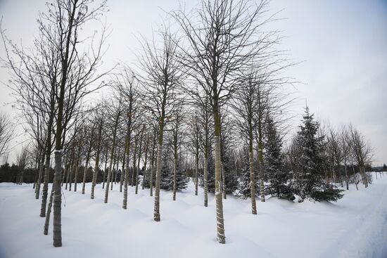 Lining-out nursery of planting stock for Moscow