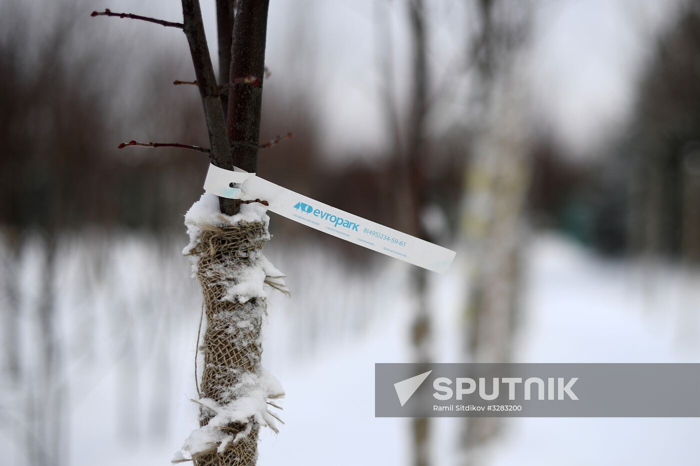 Lining-out nursery of planting stock for Moscow