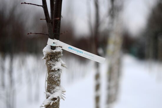 Lining-out nursery of planting stock for Moscow