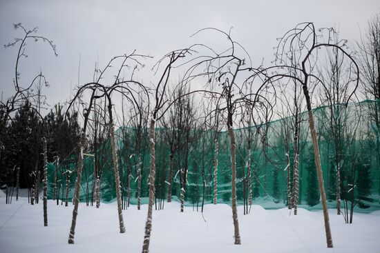 Lining-out nursery of planting stock for Moscow