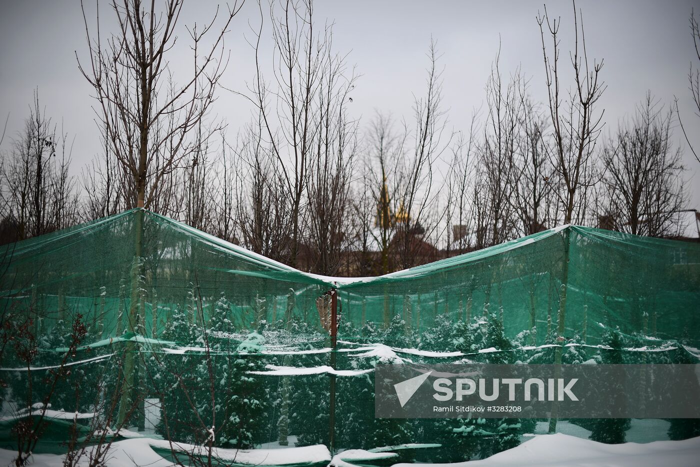 Lining-out nursery of planting stock for Moscow