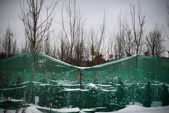 Lining-out nursery of planting stock for Moscow