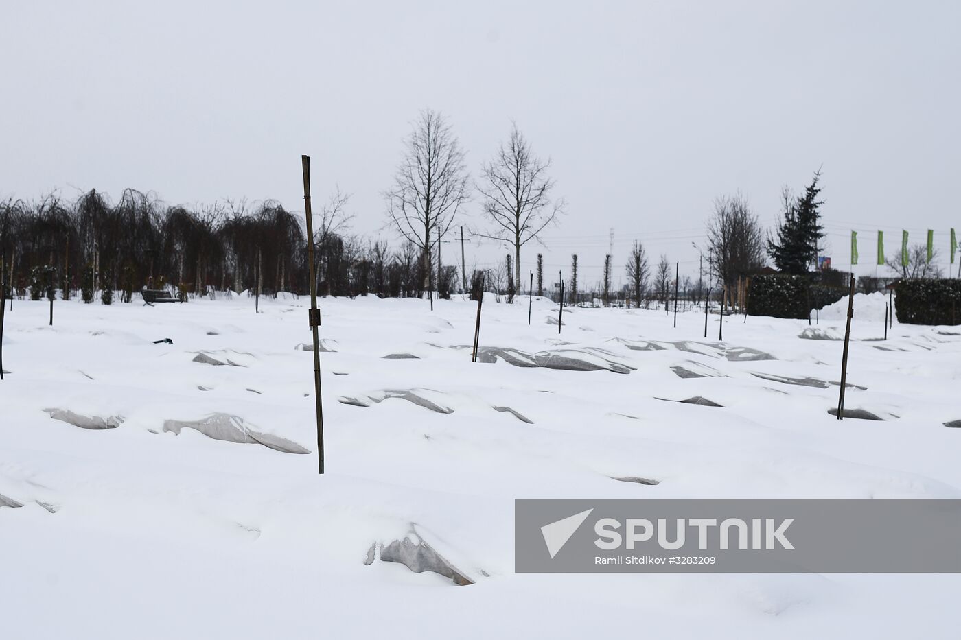 Lining-out nursery of planting stock for Moscow