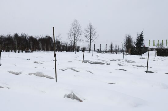 Lining-out nursery of planting stock for Moscow