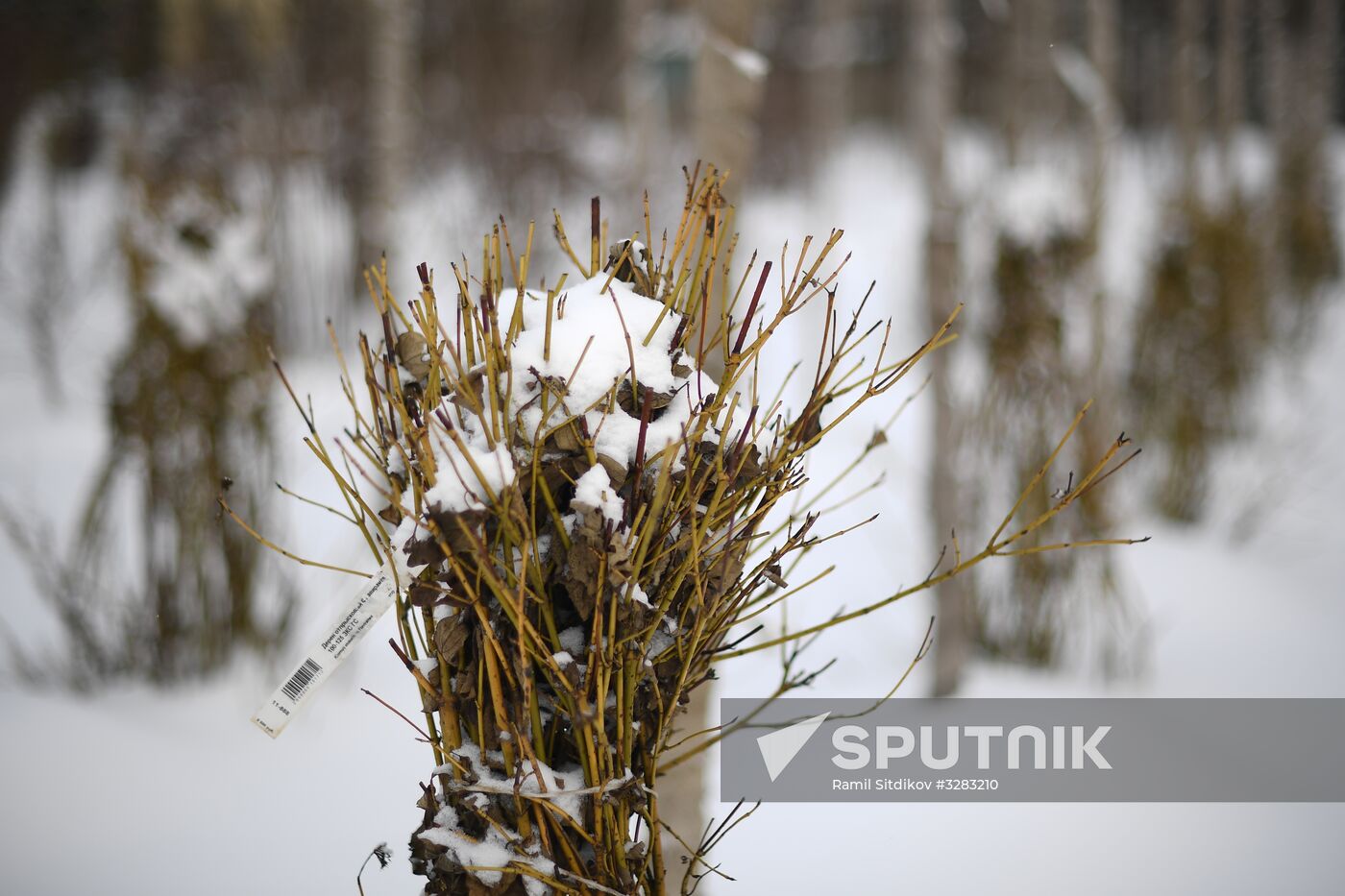 Lining-out nursery of planting stock for Moscow