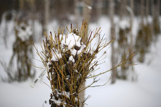 Lining-out nursery of planting stock for Moscow