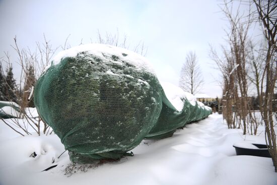 Lining-out nursery of planting stock for Moscow