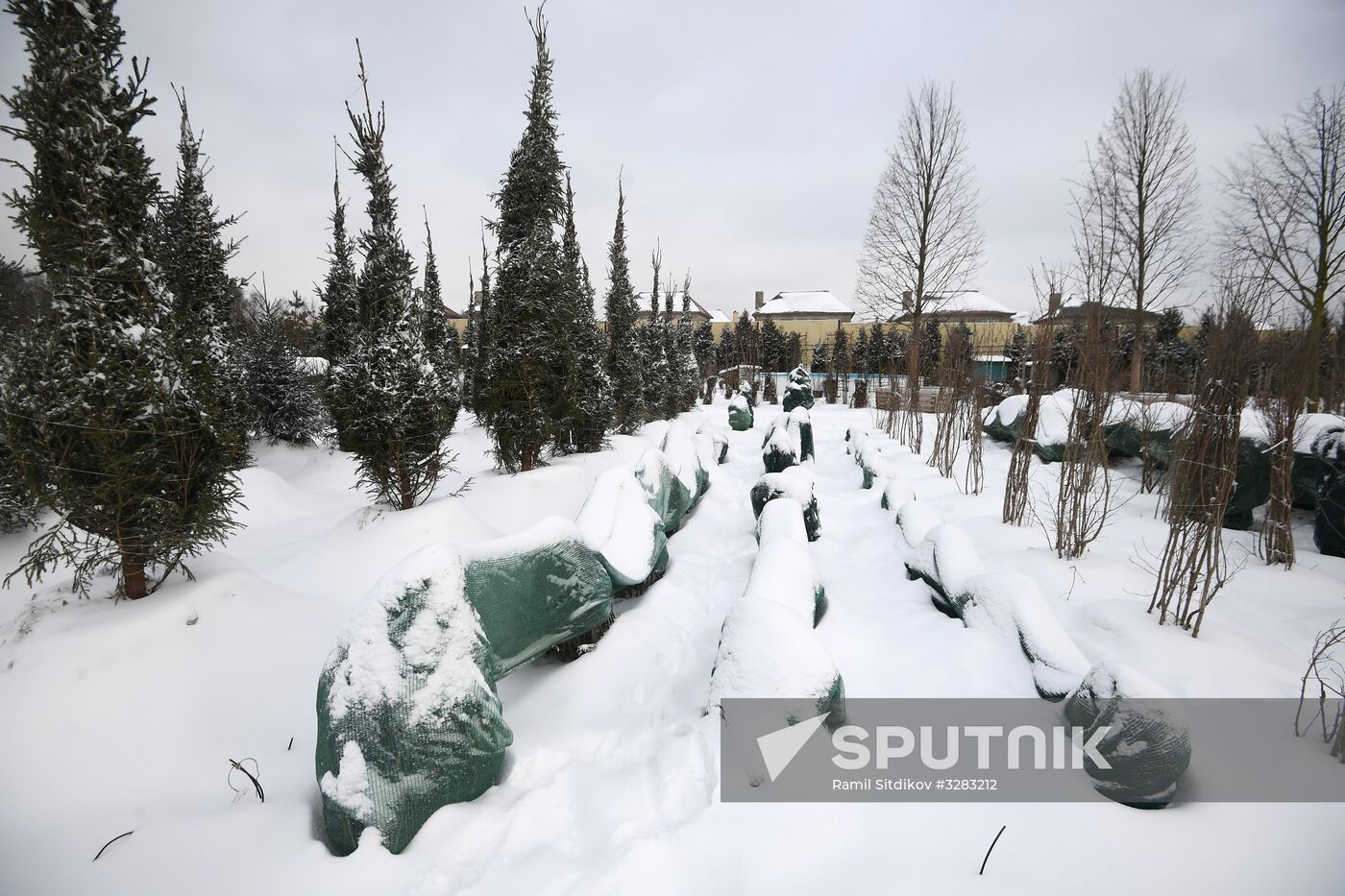 Lining-out nursery of planting stock for Moscow