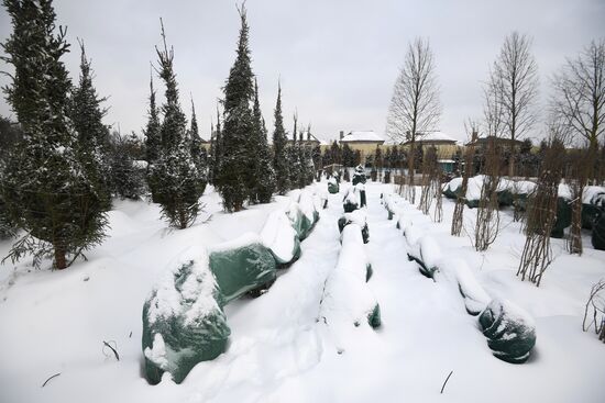 Lining-out nursery of planting stock for Moscow