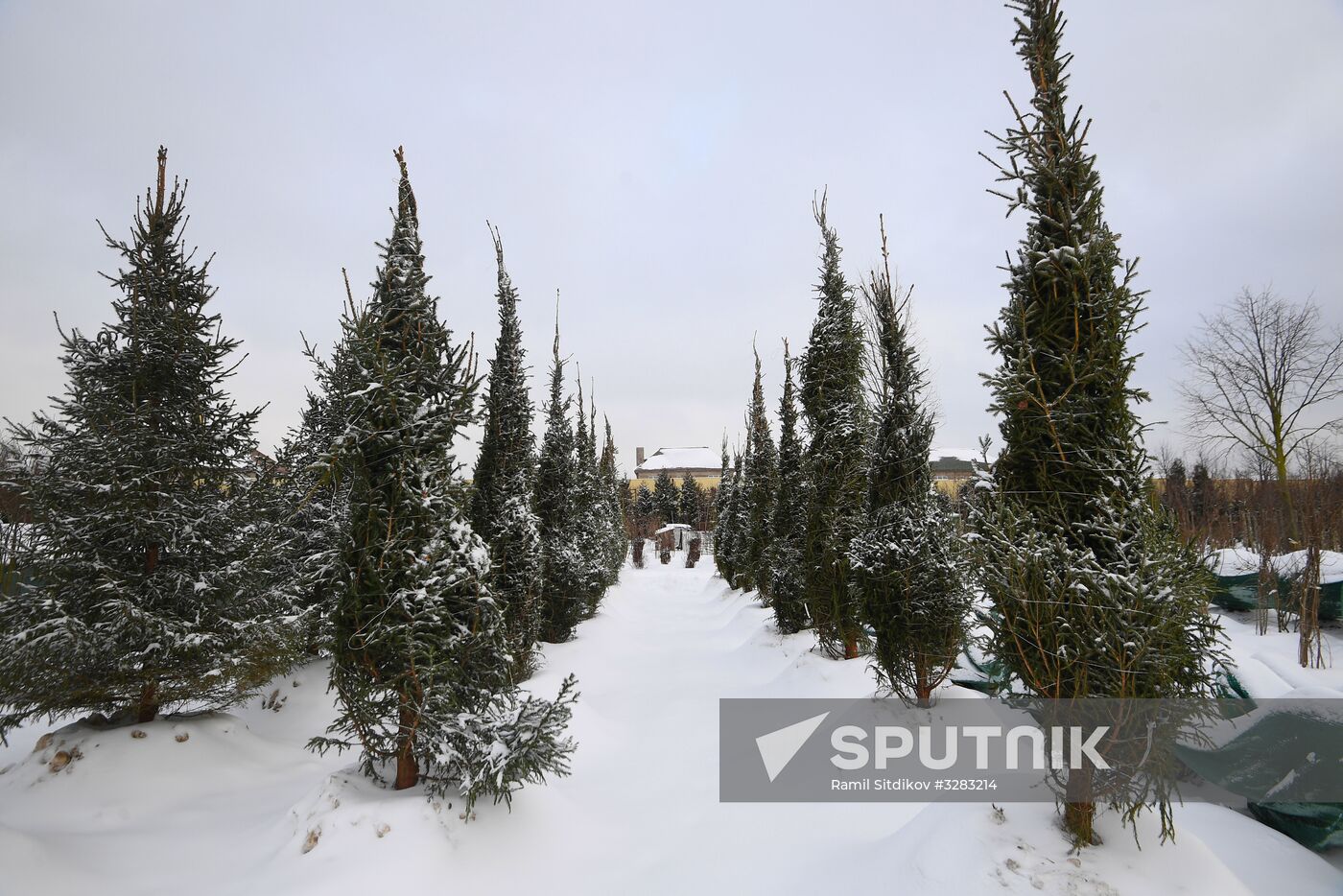 Lining-out nursery of planting stock for Moscow