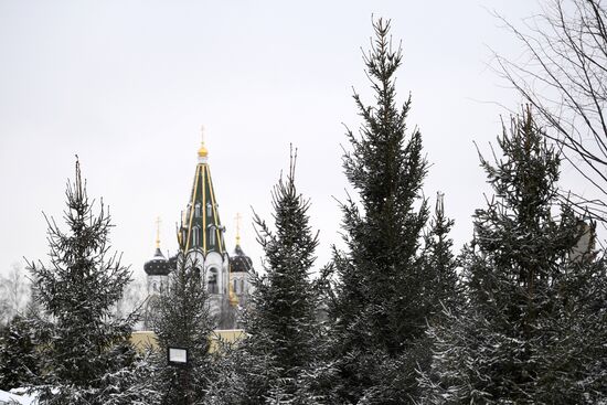 Lining-out nursery of planting stock for Moscow