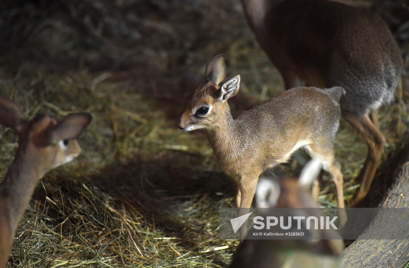 Moscow Baby of dik dik African antelope born at Moscow Zoo