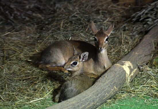 Baby of dik dik African antelope born at Moscow Zoo