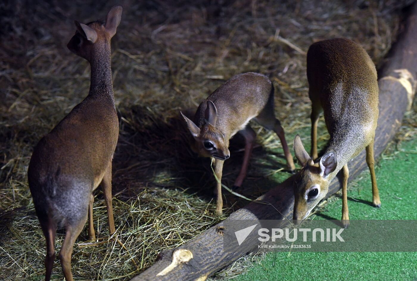 Baby of dik dik African antelope born at Moscow Zoo