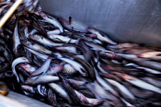 Yuzhno-Kurilsky Fish Factory