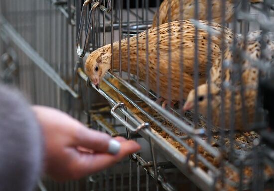 Moscow hosts Agro-Farm 2018 International Exhibition