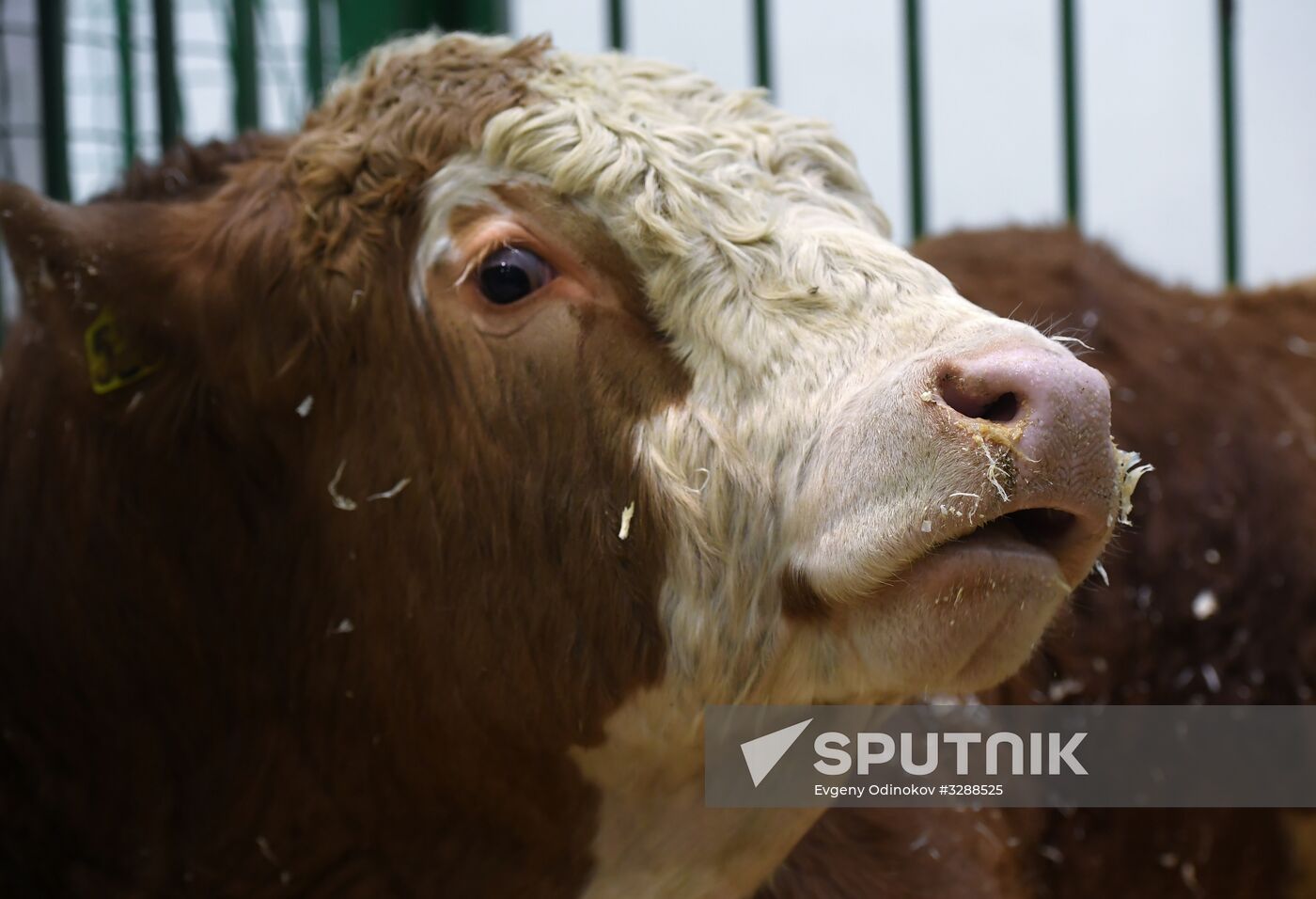 Moscow hosts Agro-Farm 2018 International Exhibition