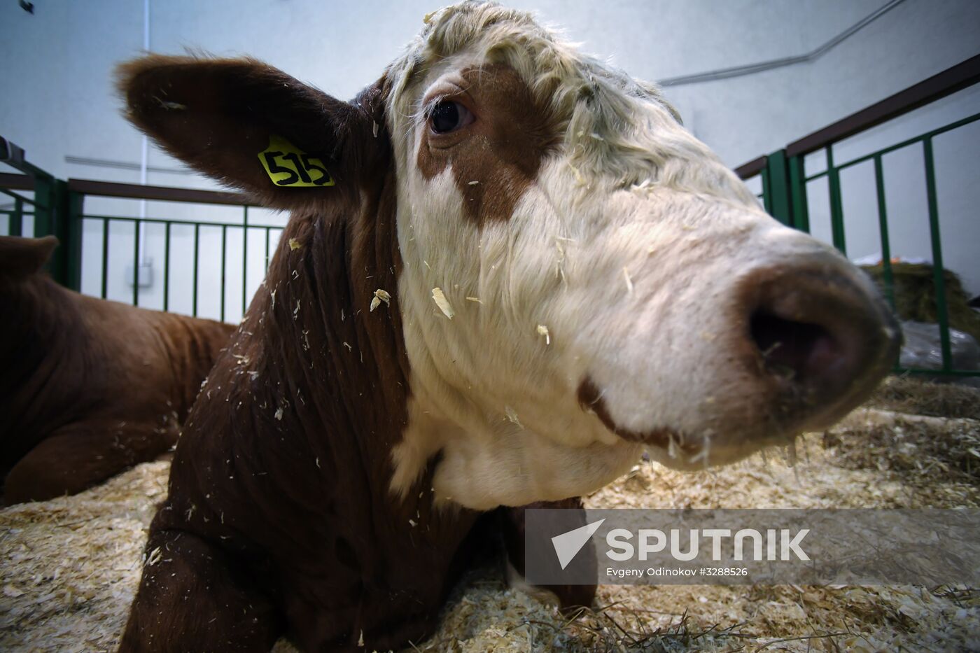 Moscow hosts Agro-Farm 2018 International Exhibition