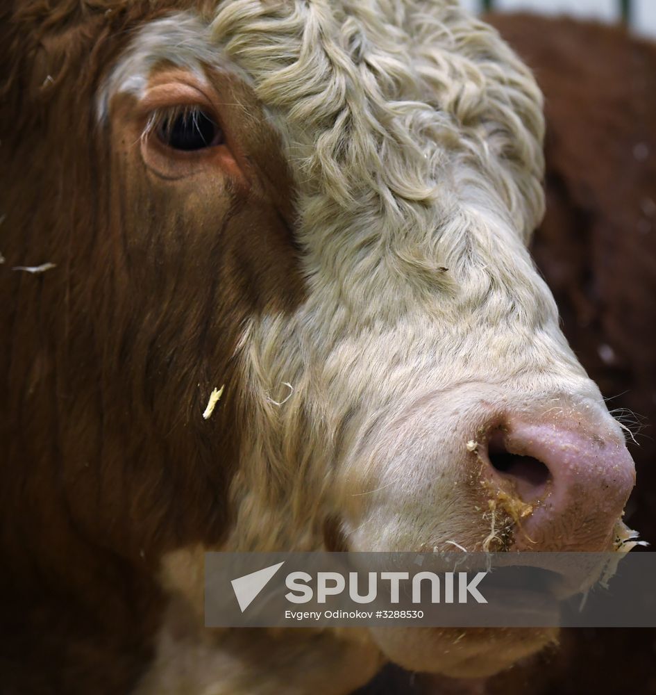 Moscow hosts Agro-Farm 2018 International Exhibition