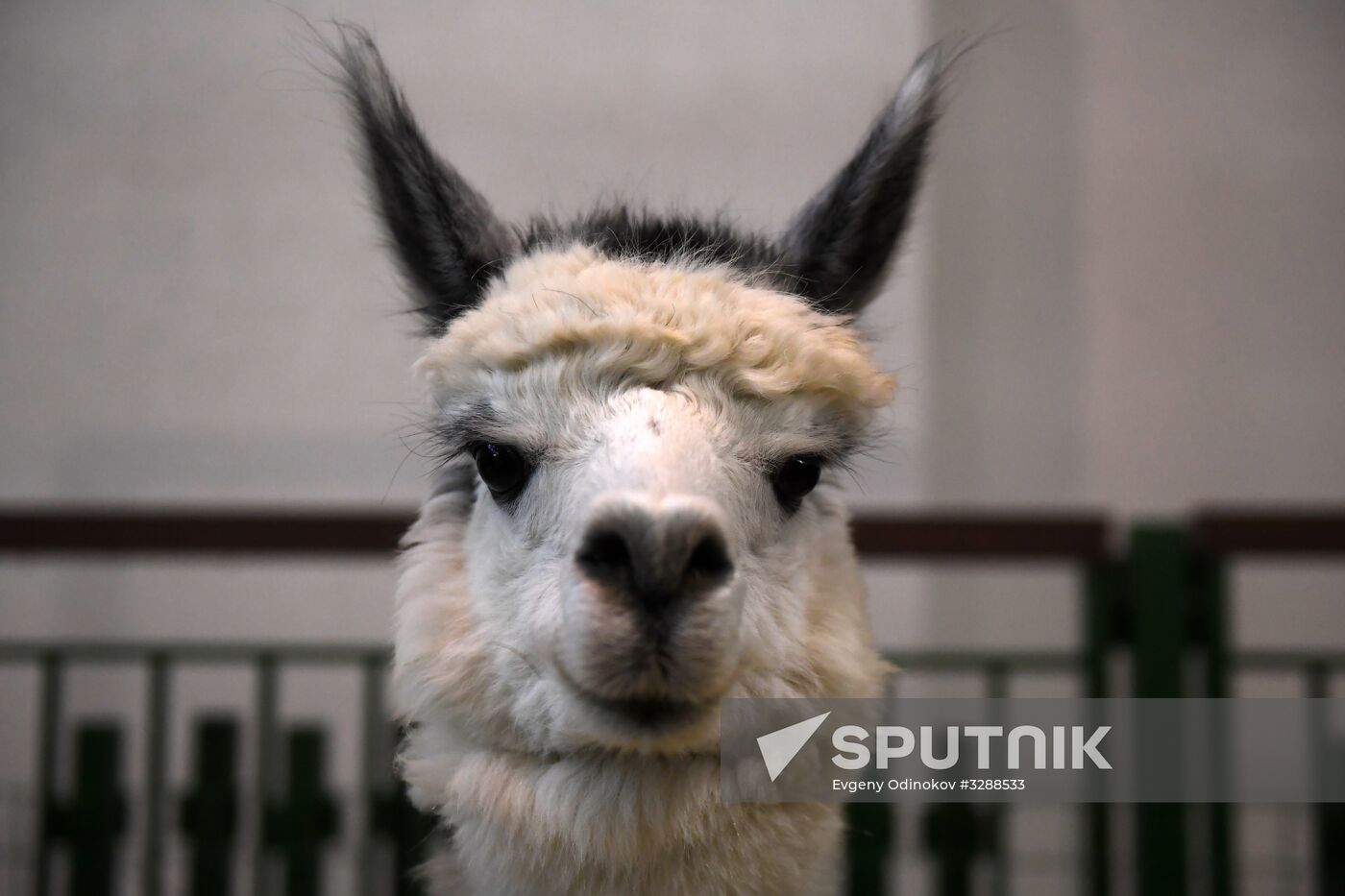 Moscow hosts Agro-Farm 2018 International Exhibition