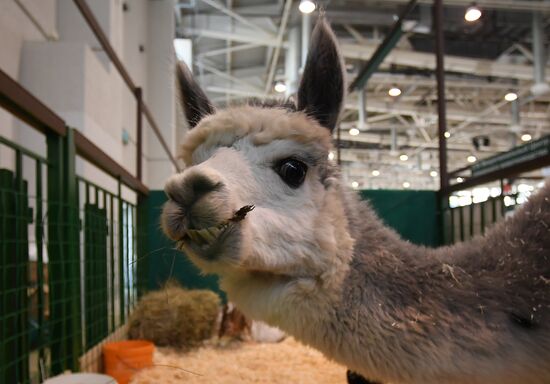 Moscow hosts Agro-Farm 2018 International Exhibition