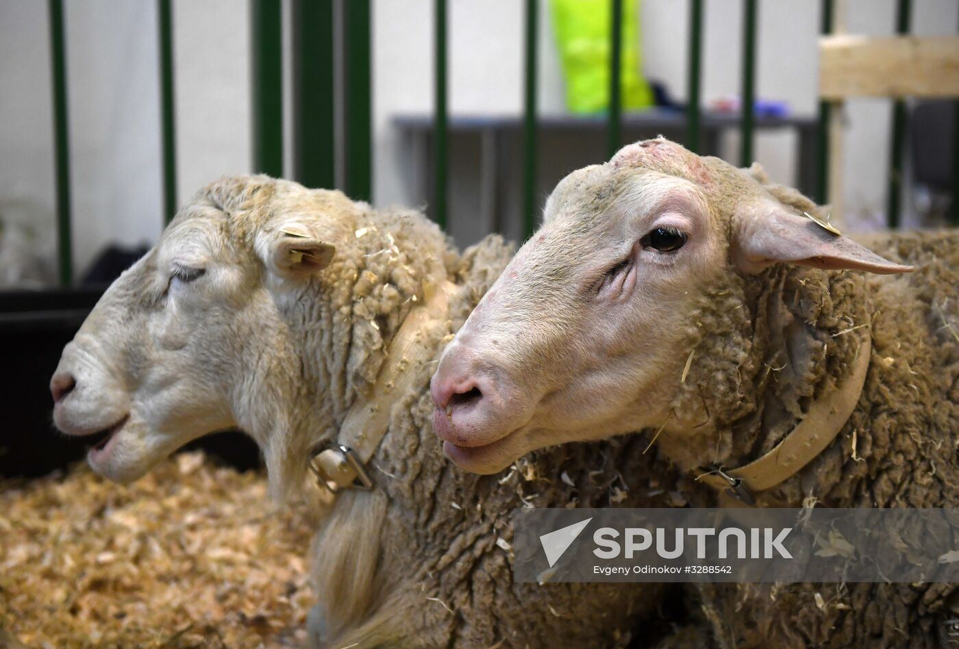 Moscow hosts Agro-Farm 2018 International Exhibition