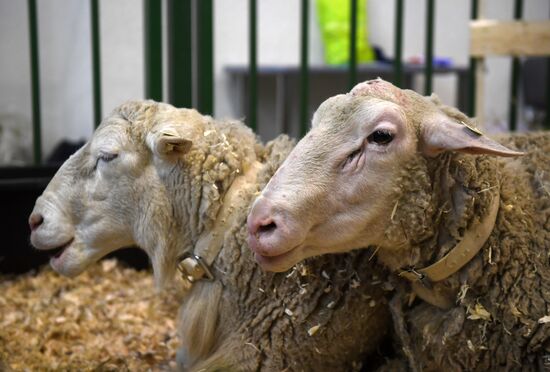 Moscow hosts Agro-Farm 2018 International Exhibition