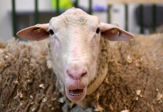 Moscow hosts Agro-Farm 2018 International Exhibition