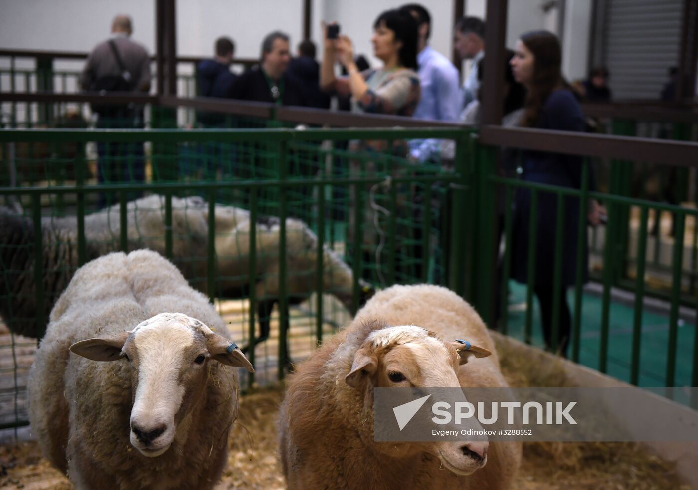 Moscow hosts Agro-Farm 2018 International Exhibition