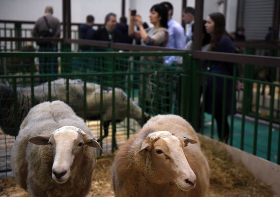 Moscow hosts Agro-Farm 2018 International Exhibition