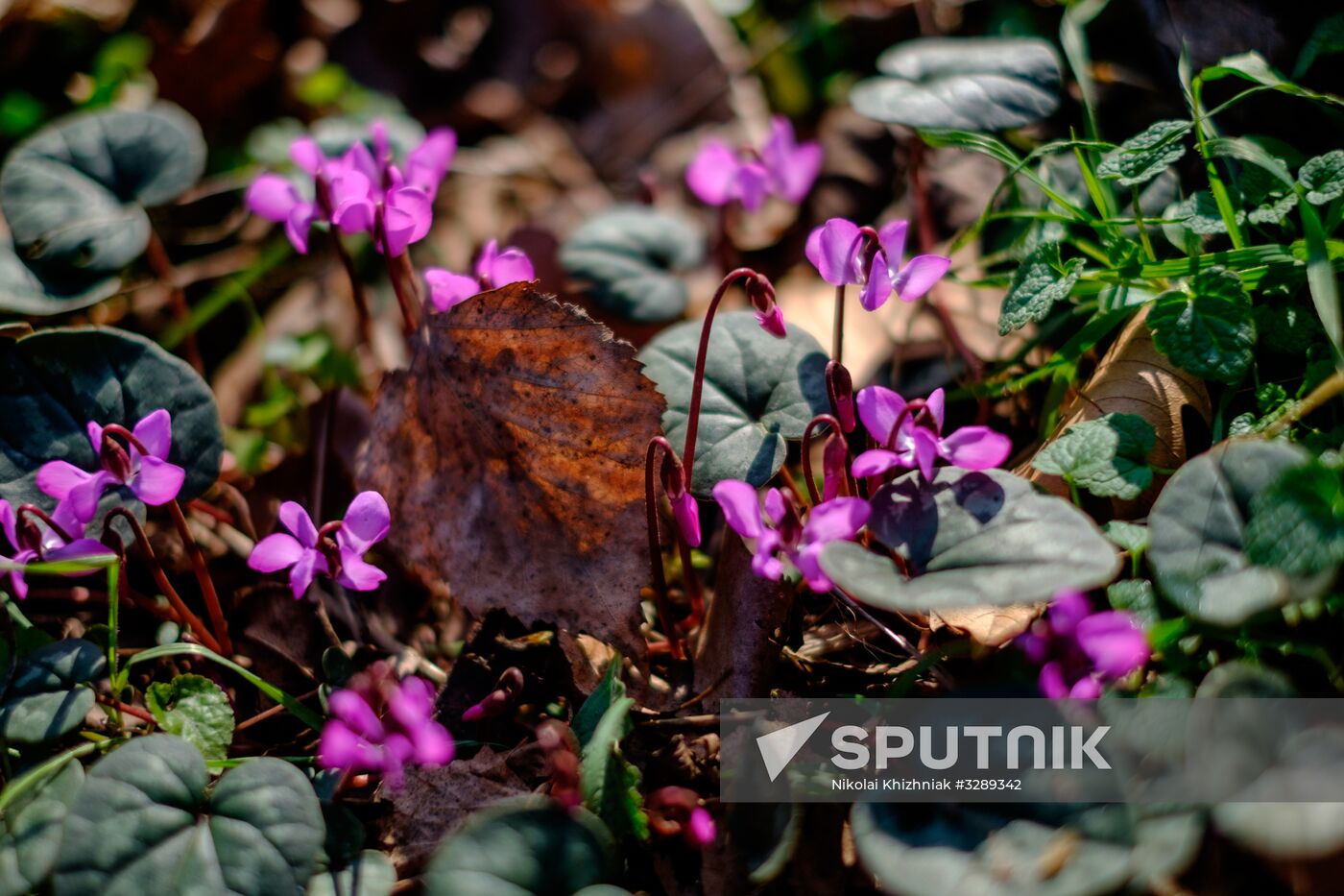 Primrose plants bloom at Krasnodar Territory Botanical Garden