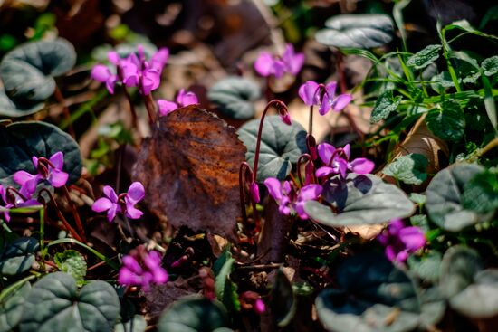 Primrose plants bloom at Krasnodar Territory Botanical Garden