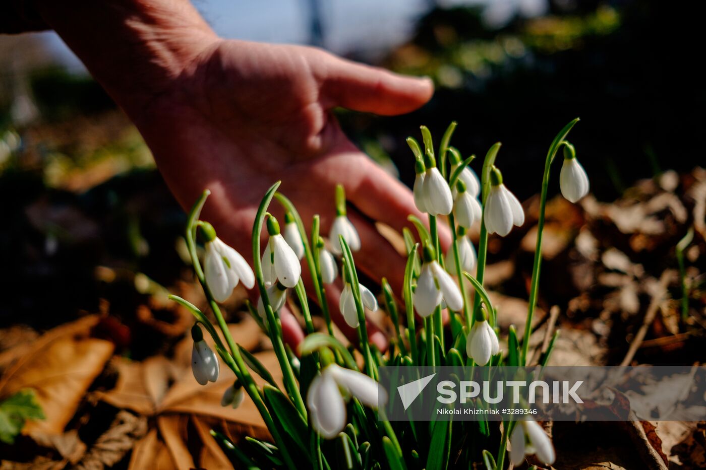 Primrose plants bloom at Krasnodar Territory Botanical Garden