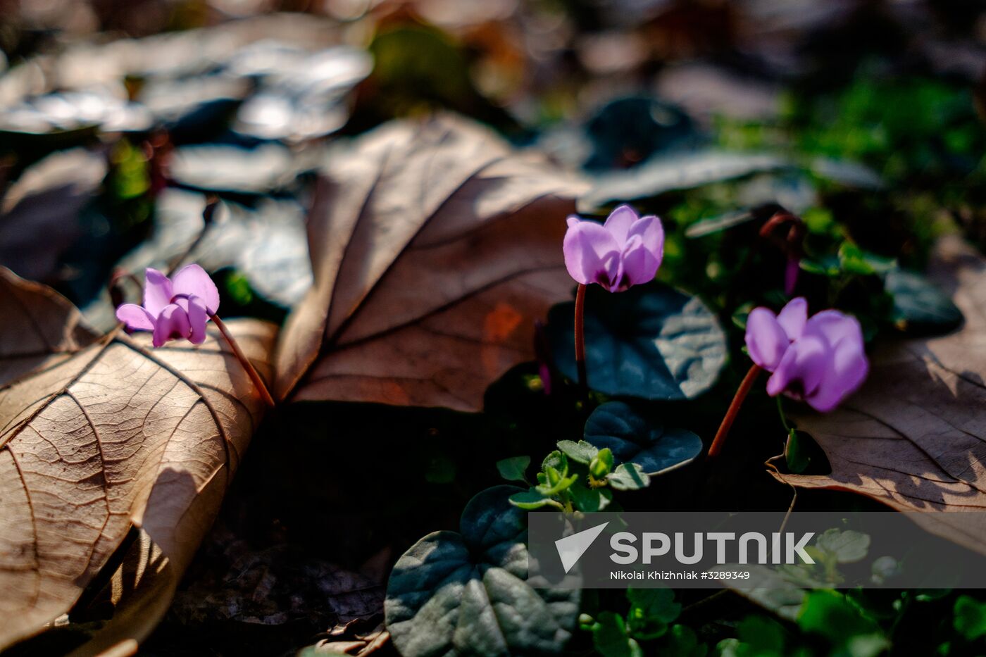 Primrose plants bloom at Krasnodar Territory Botanical Garden