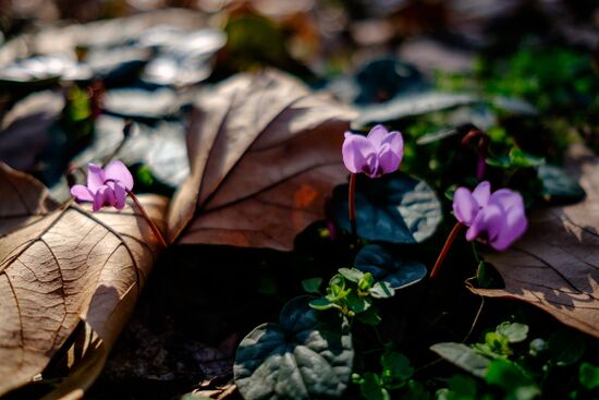 Primrose plants bloom at Krasnodar Territory Botanical Garden