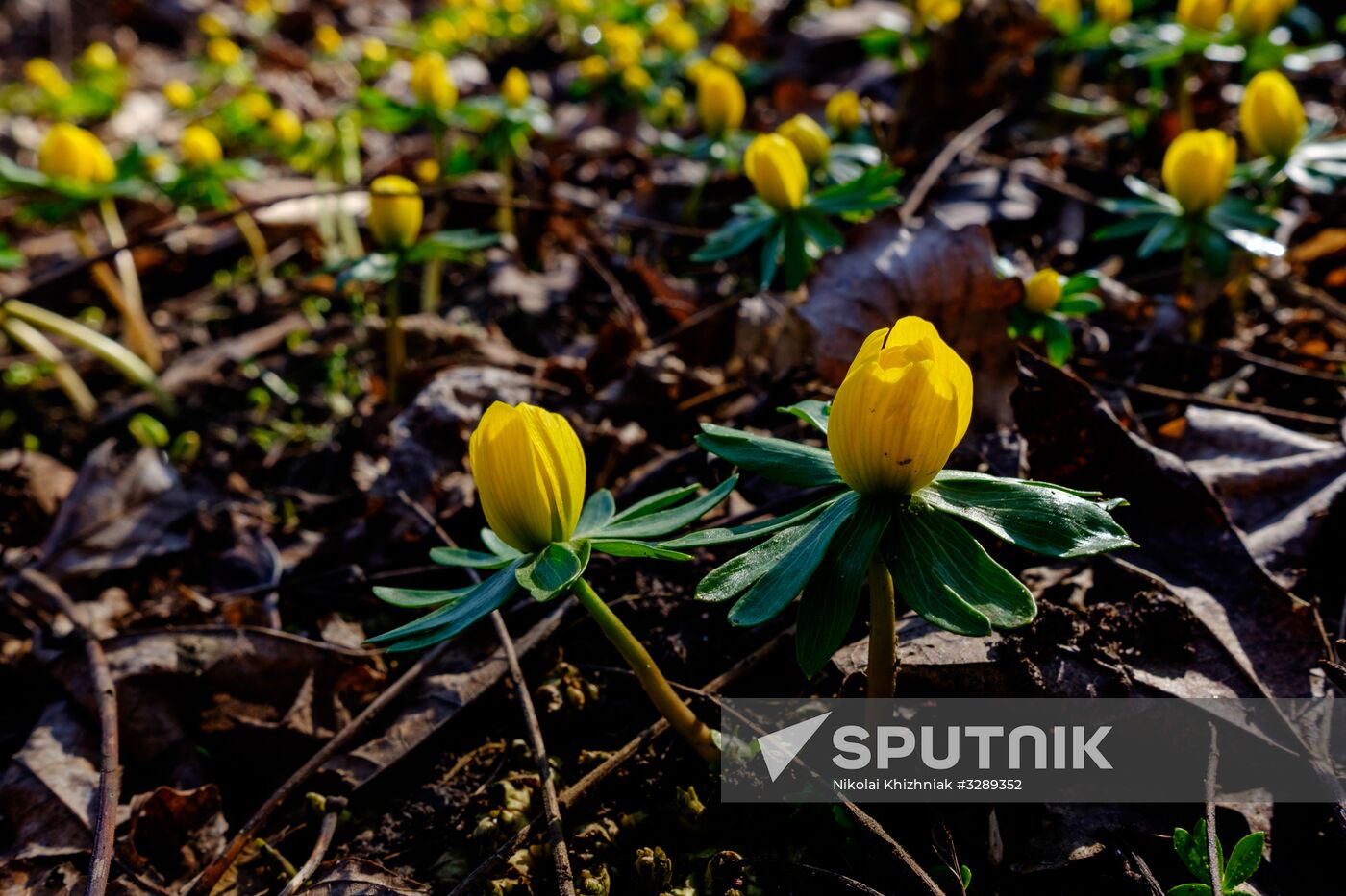 Primrose plants bloom at Krasnodar Territory Botanical Garden