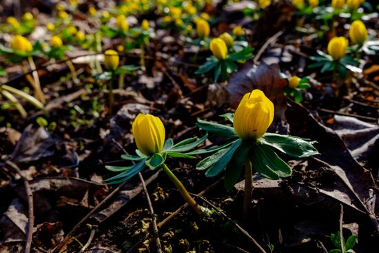 Primrose plants bloom at Krasnodar Territory Botanical Garden