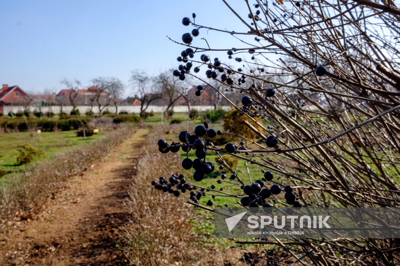 Primrose plants bloom at Krasnodar Territory Botanical Garden