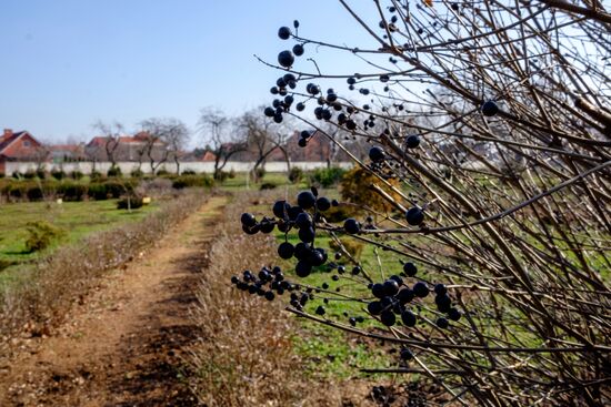 Primrose plants bloom at Krasnodar Territory Botanical Garden