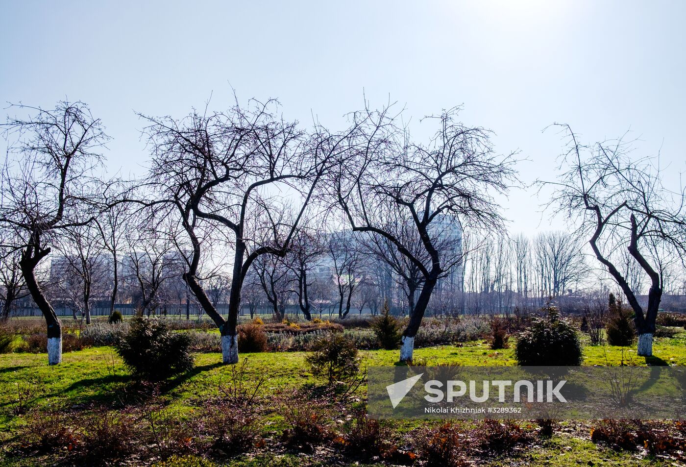 Primrose plants bloom at Krasnodar Territory Botanical Garden