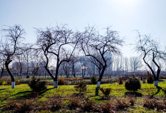 Primrose plants bloom at Krasnodar Territory Botanical Garden