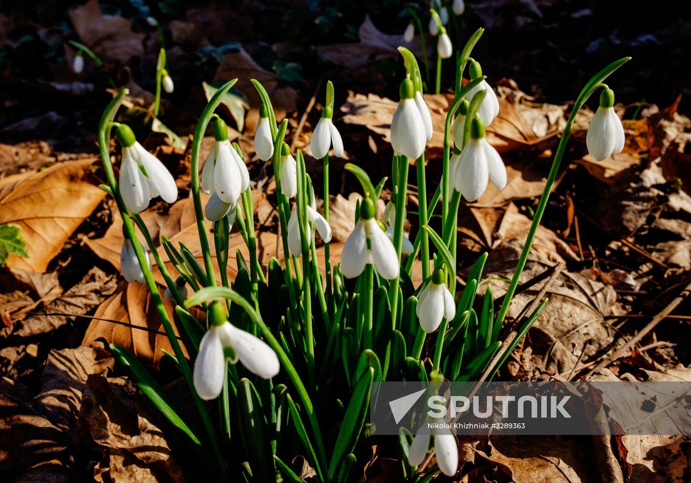 Primrose plants bloom at Krasnodar Territory Botanical Garden