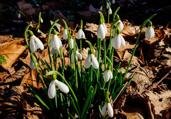 Primrose plants bloom at Krasnodar Territory Botanical Garden
