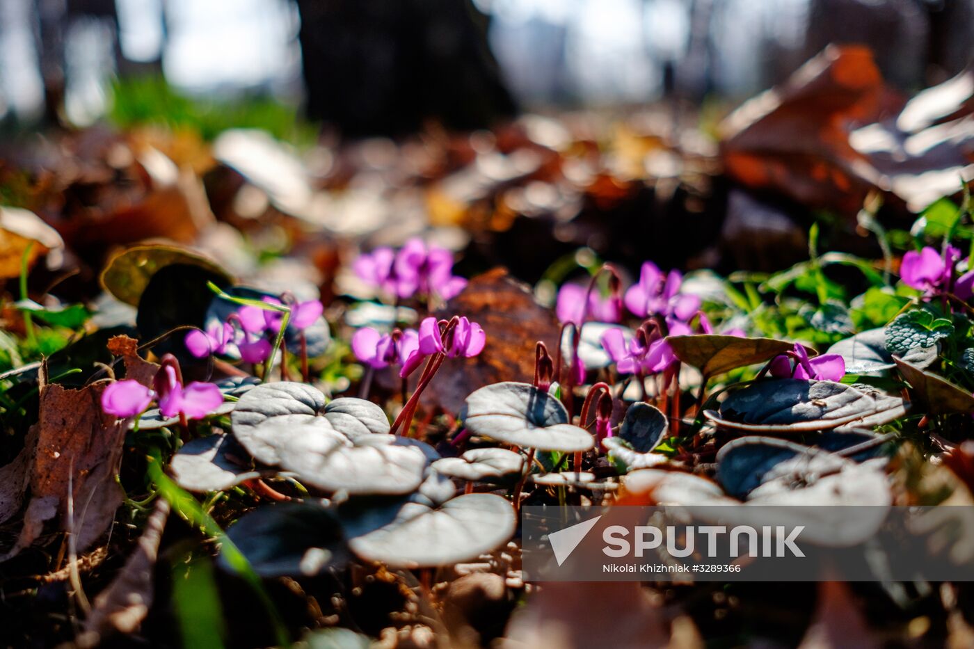 Primrose plants bloom at Krasnodar Territory Botanical Garden