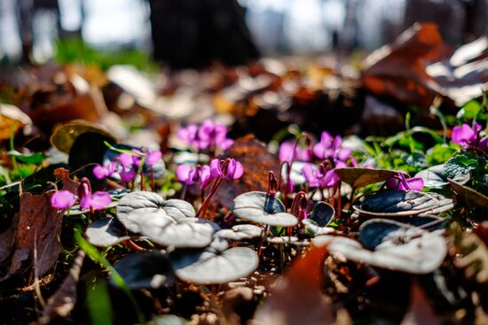 Primrose plants bloom at Krasnodar Territory Botanical Garden