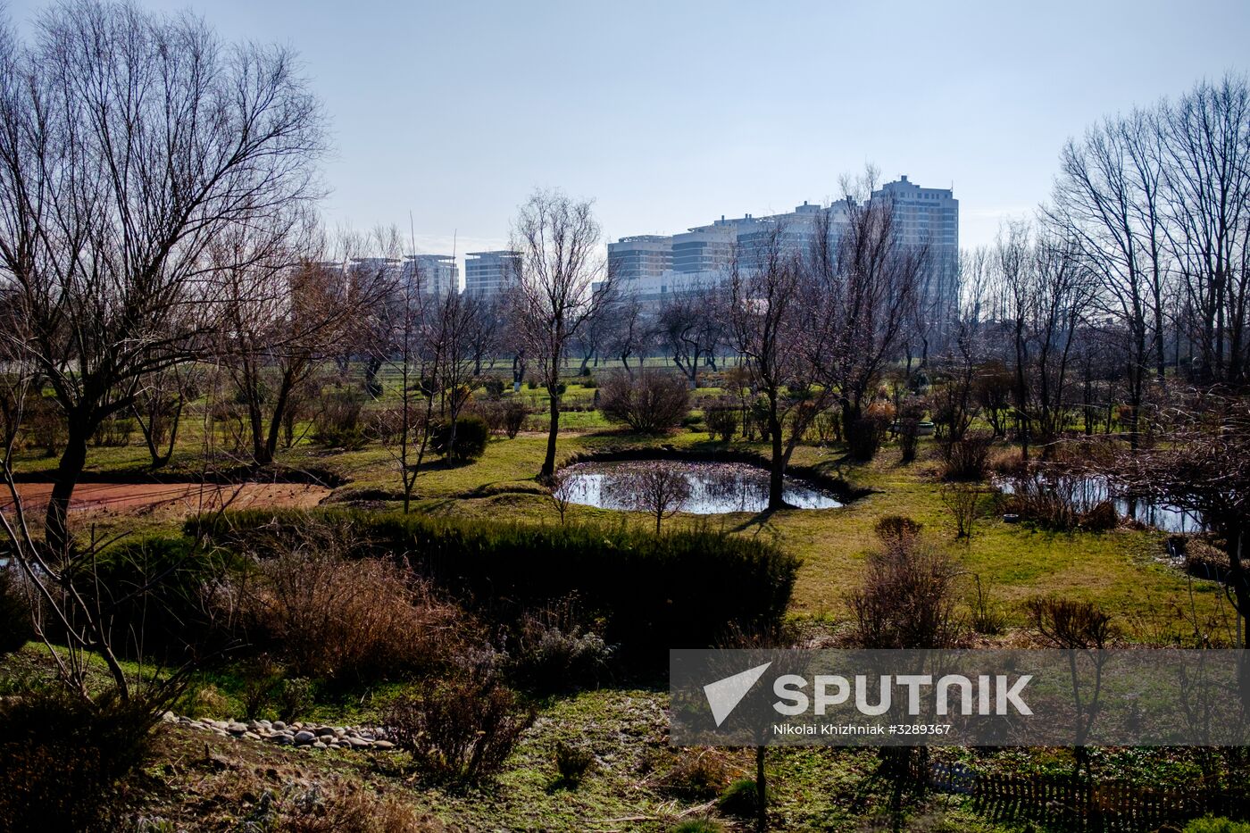 Primrose plants bloom at Krasnodar Territory Botanical Garden